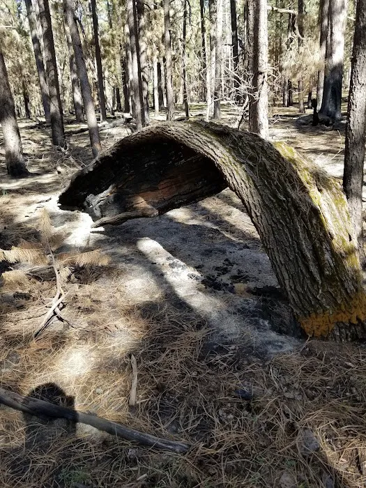 Fr 169 Campground Picture 6