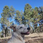 Fr 195 Campground