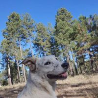 Fr 195 Campground ico