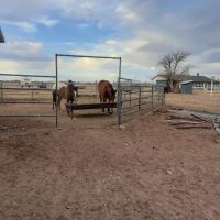 Rocking T Ranch ico