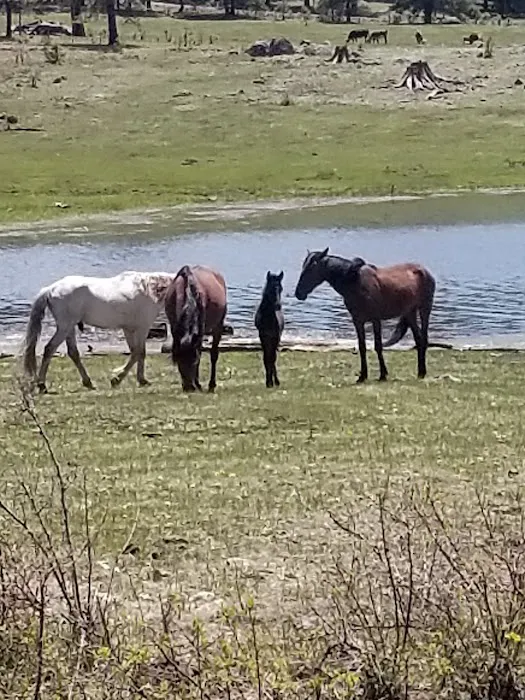 Hawley Lake Campground Area Picture 10