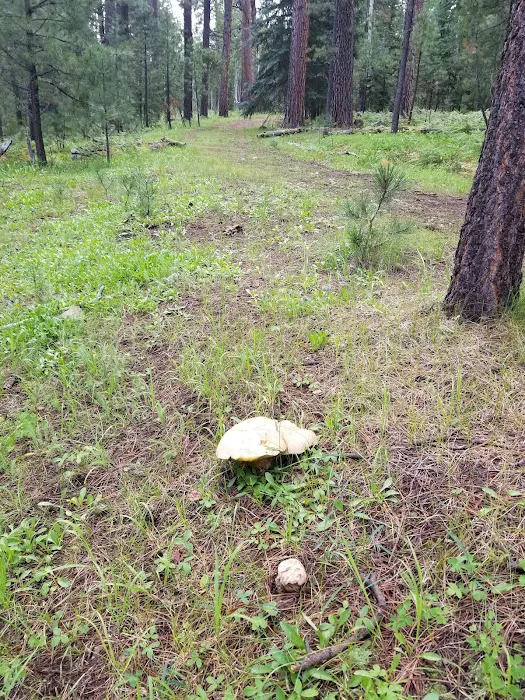 Horseshoe Cienega Lake Campground Picture 7