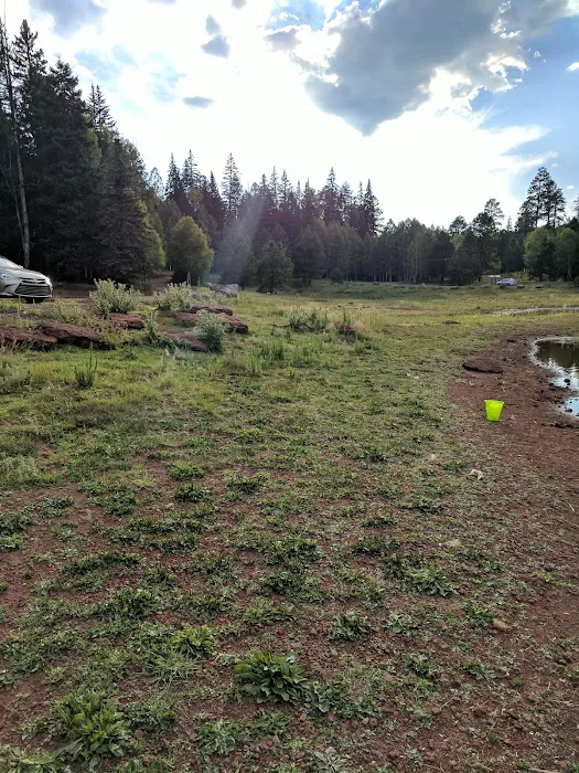 Sheep Cienega Campground Picture 4