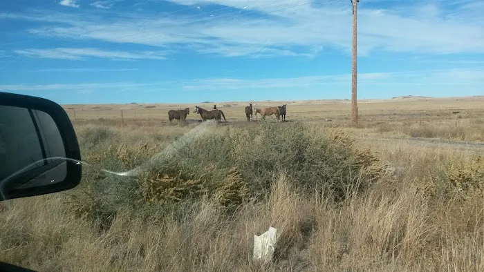 Sheep Cienega Campground Picture 7