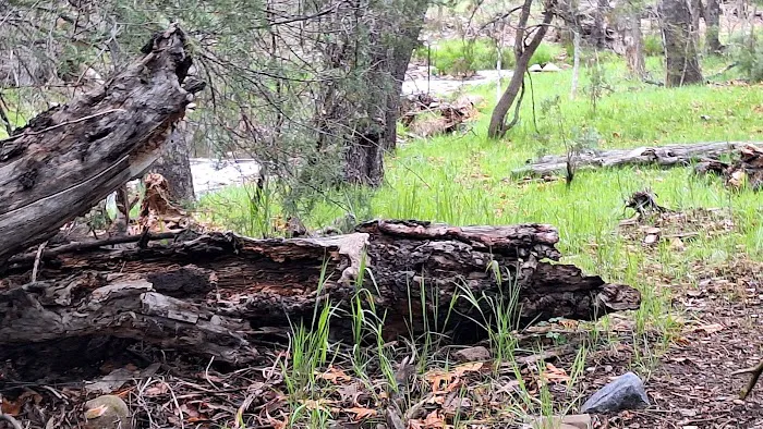 Alderwood Campground Picture 9