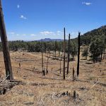 Rustler Park