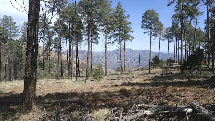 Rustler Park Campground Picture 1