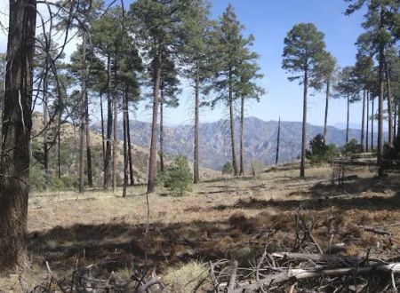 Rustler Park Campground