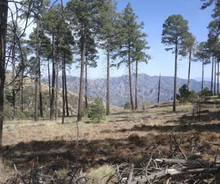 Rustler Park Campground