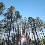 Lower Tonto Creek Campground