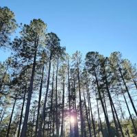 Lower Tonto Creek Campground ico