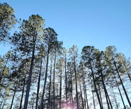 Lower Tonto Creek Campground
