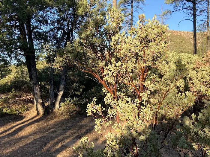Upper Tonto Creek Campground Picture 10