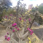 Sunny Flat Campground