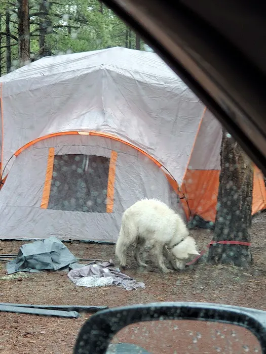 Benny Creek Campground Picture 3