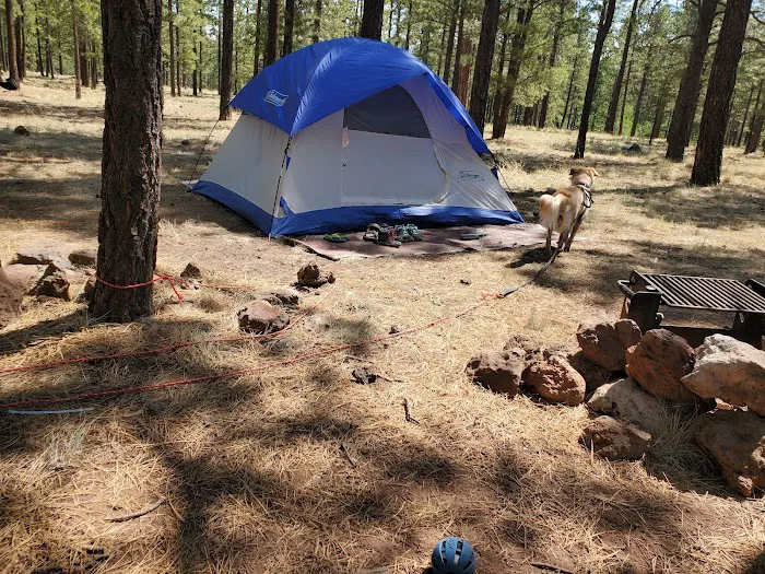 Benny Creek Campground Picture 5