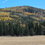 Grayling Campground