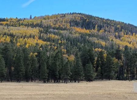 Grayling Campground