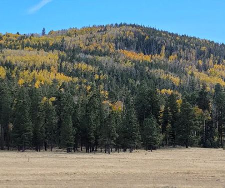 Grayling Campground