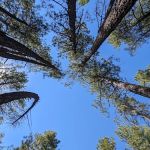 Ponderosa Campground