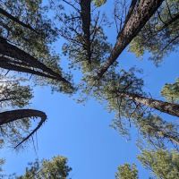 Ponderosa Campground ico