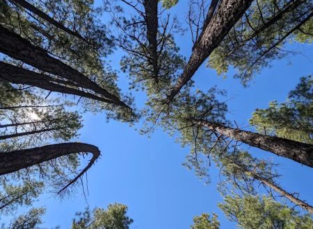 Ponderosa Campground