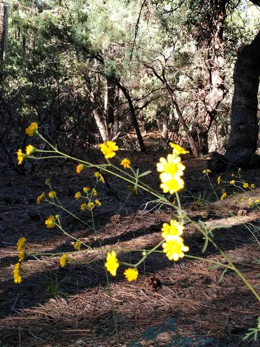 Ponderosa Campground Picture 9