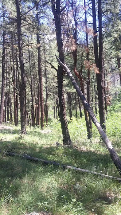 Raccoon Campground (recgovnpsdata) Picture 9