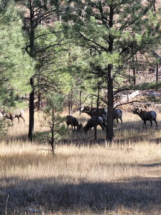 Horse Springs Campground Picture 1