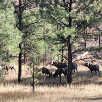 Horse Springs Campground ico