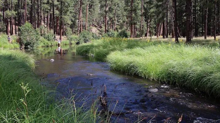 Horse Springs Campground Picture 2