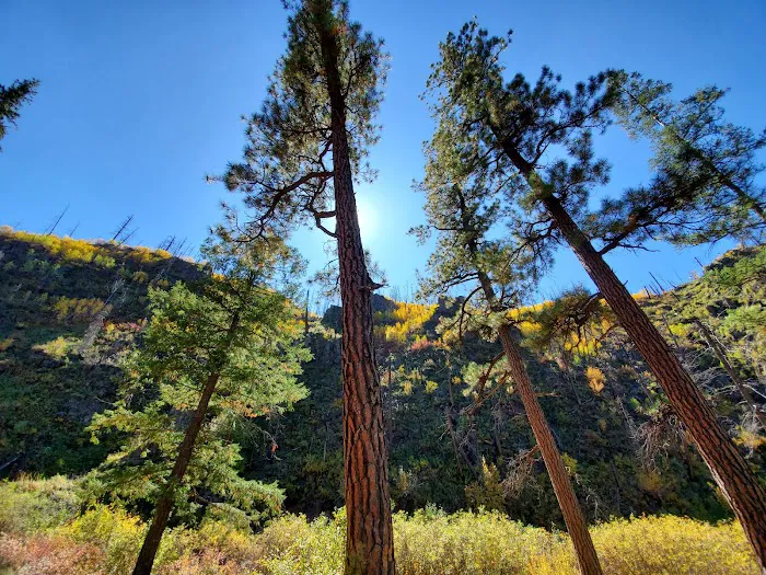 Aspen Campground - East Fork Black RIver Picture 3