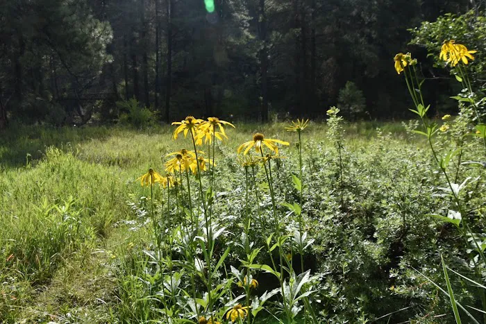 Buffalo Crossing Campground Picture 6