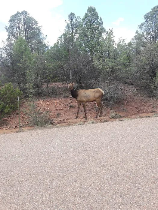 Houston Mesa Horse Campground Picture 6