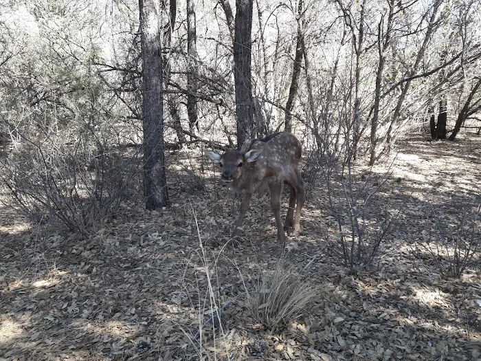 Houston Mesa Horse Campground Picture 10