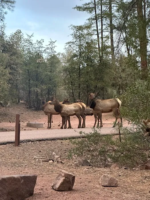 Houston Mesa Campground Picture 8