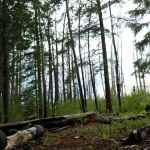 Hannagan Meadow Recreation Area (recgovnpsdata)