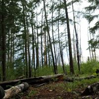 Hannagan Meadow Recreation Area (recgovnpsdata) ico