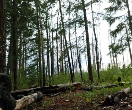 Hannagan Meadow Recreation Area (recgovnpsdata)