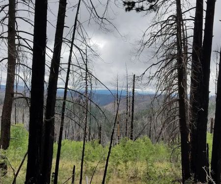 Hannagan Campground