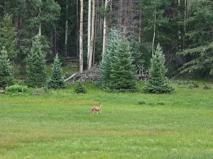 Hannagan Campground Picture 4