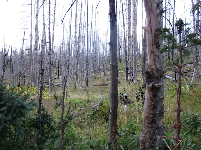 Steeple/Foote Creek Trailhead (recgovnpsdata) Picture 9