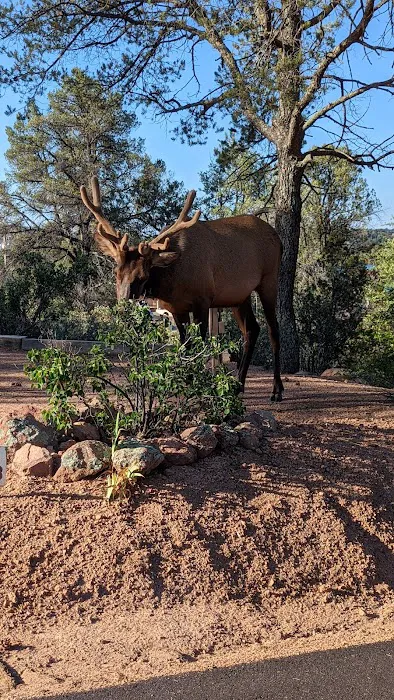 Payson Campground & RV Resort Picture 10