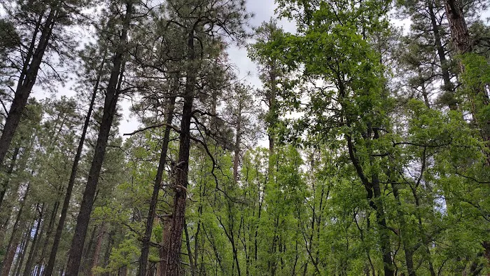 Alpine Divide Campground Picture 5