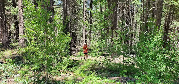 KP Cienega Campground Picture 6