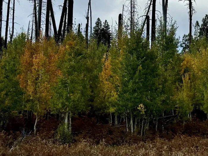 KP Cienega Campground Picture 9