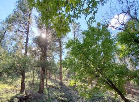 Cottonwood Campground