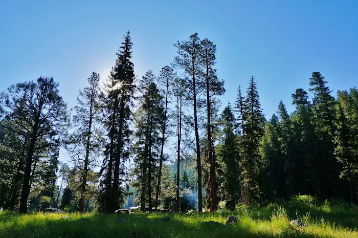 Ben Lilly Campground Picture 4