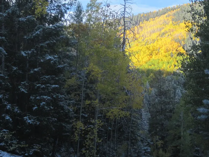 Ben Lilly Campground Picture 9