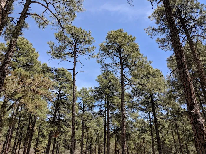 Black Jack Campground Picture 7